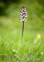 Lady Orchid Orchis purpurea