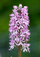 Lady x Monkey orchid Orchis purpurea x simia