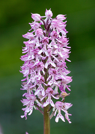 Lady x Monkey orchid Orchis purpurea x simia
