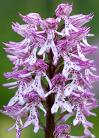 Lady x Monkey orchid Orchis purpurea x simia
