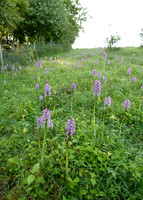 Lady x Monkey orchid Orchis purpurea x simia