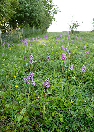 Lady x Monkey orchid Orchis purpurea x simia