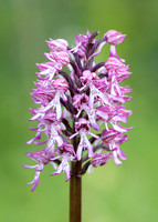 Lady x Monkey orchid Orchis purpurea x simia