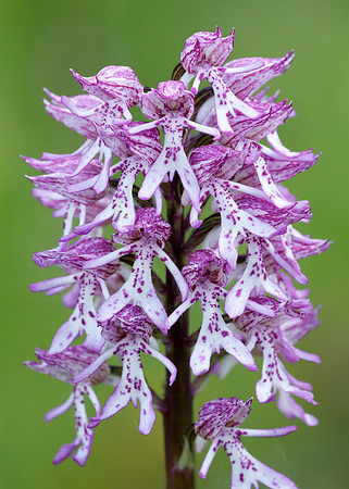 Lady x Monkey orchid Orchis purpurea x simia