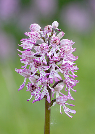 Lady x Monkey orchid Orchis purpurea x simia