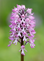 Lady x Monkey orchid Orchis purpurea x simia