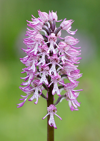 Lady x Monkey orchid Orchis purpurea x simia