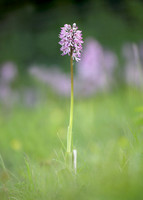 Lady x Monkey orchid Orchis purpurea x simia