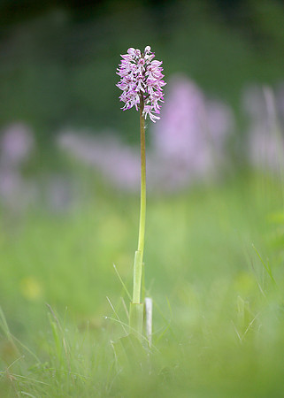 Lady x Monkey orchid Orchis purpurea x simia