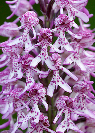 Lady x Monkey orchid Orchis purpurea x simia