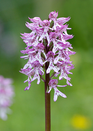 Lady x Monkey orchid Orchis purpurea x simia