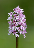 Lady x Monkey orchid Orchis purpurea x simia