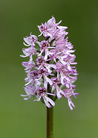 Lady x Monkey orchid Orchis purpurea x simia