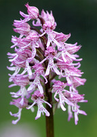 Lady x Monkey orchid Orchis purpurea x simia