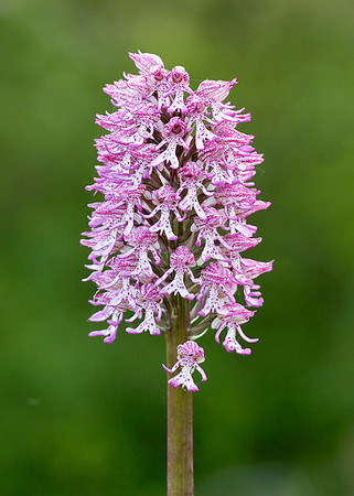Lady x Monkey orchid Orchis purpurea x simia