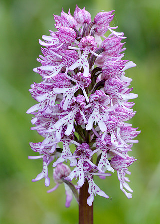 Lady x Monkey orchid Orchis purpurea x simia