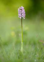 Lady x Monkey orchid Orchis purpurea x simia