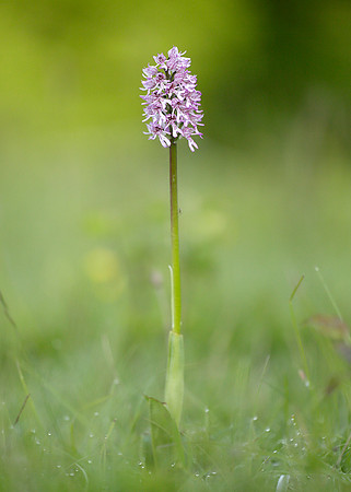 Lady x Monkey orchid Orchis purpurea x simia