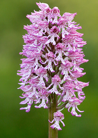Lady x Monkey orchid Orchis purpurea x simia