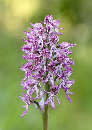 Lady x Monkey orchid Orchis purpurea x simia
