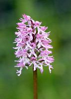 Lady x Monkey orchid Orchis purpurea x simia