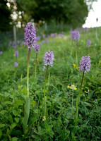 Lady x Monkey orchid Orchis purpurea x simia