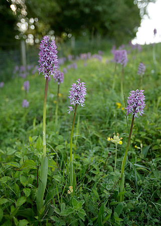 Lady x Monkey orchid Orchis purpurea x simia