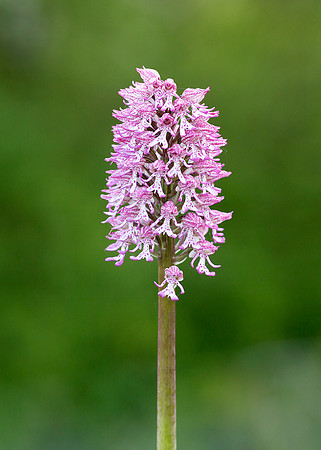 Lady x Monkey orchid Orchis purpurea x simia