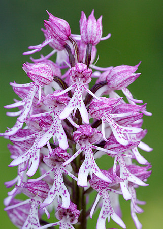 Lady x Monkey orchid Orchis purpurea x simia