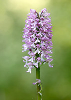 Lady x Monkey orchid Orchis purpurea x simia