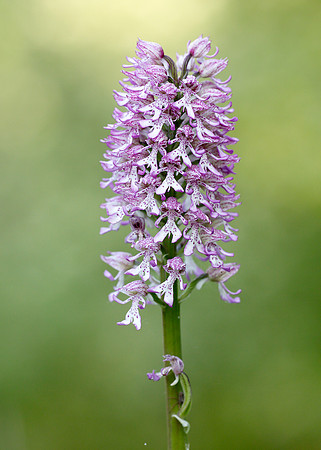 Lady x Monkey orchid Orchis purpurea x simia