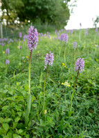 Lady x Monkey orchid Orchis purpurea x simia