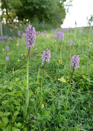 Lady x Monkey orchid Orchis purpurea x simia