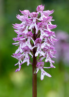 Lady x Monkey orchid Orchis purpurea x simia