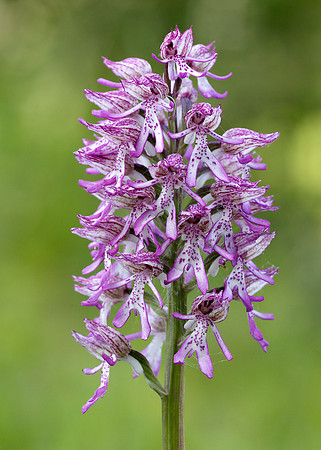 Lady x Monkey orchid Orchis purpurea x simia