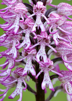 Lady x Monkey orchid Orchis purpurea x simia