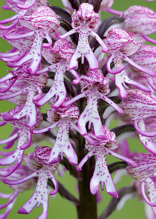 Lady x Monkey orchid Orchis purpurea x simia
