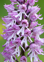 Lady x Monkey orchid Orchis purpurea x simia
