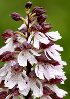 Lady Orchid Orchis purpurea