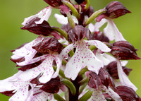 Lady Orchid Orchis purpurea