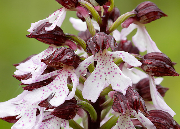 Lady Orchid Orchis purpurea