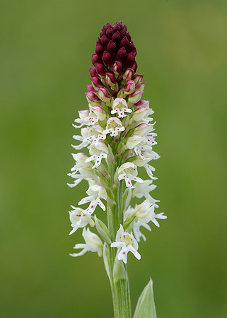 Burnt Orchid Neotinea ustulata
