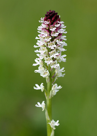 Burnt Orchid Neotinea ustulata