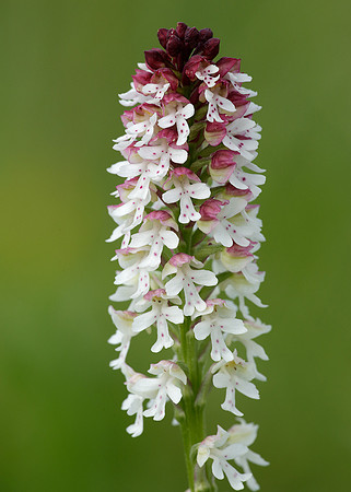Burnt Orchid Neotinea ustulata