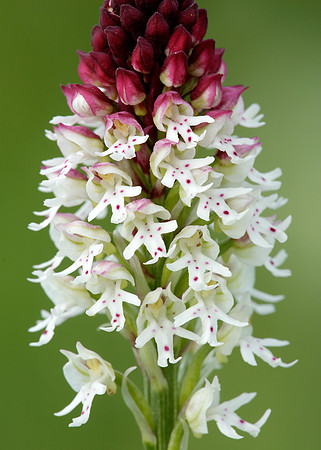 Burnt Orchid Neotinea ustulata