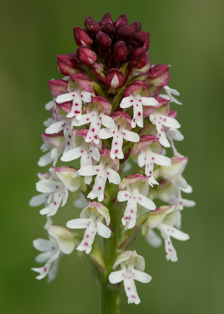 Burnt Orchid Neotinea ustulata