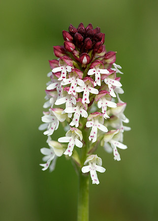 Burnt Orchid Neotinea ustulata