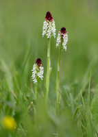 Burnt Orchid Neotinea ustulata