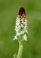 Burnt Orchid Neotinea ustulata