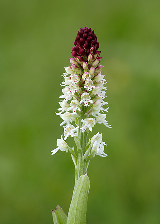 Burnt Orchid Neotinea ustulata